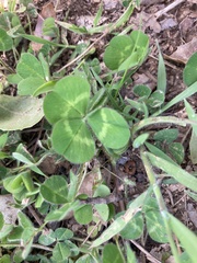 Trifolium subterraneum