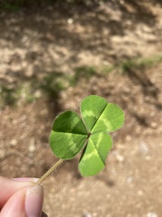 Trifolium subterraneum