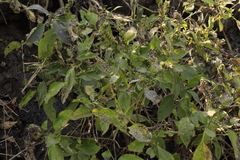 Calacanthus grandiflorus