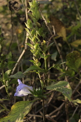 Calacanthus grandiflorus