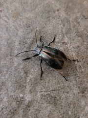 Tarpela micans