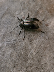 Tarpela micans