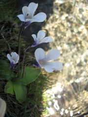 Pinguicula corsica