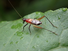 Homoeoxipha lycoides