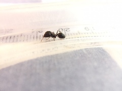 Pheidole latinoda