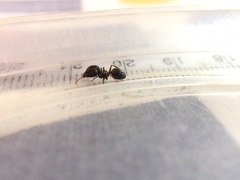 Pheidole latinoda
