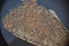 Orthosia cruda
