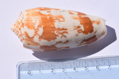 Conus striatus