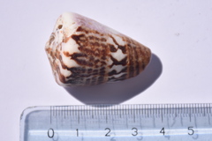 Conus capitaneus
