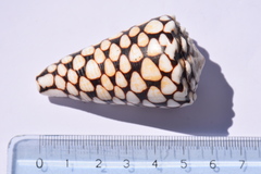 Conus marmoreus