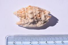 Euprotomus aurisdianae