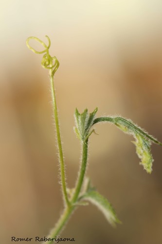 Cyphostemma simulans