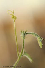 Cyphostemma simulans