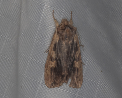Lithophane hemina