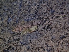 Japanese Flathead photo 5
