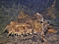 Orectolobus parvimaculatus