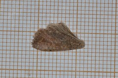 Orthosia cruda