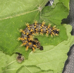 Polygonia c-aureum