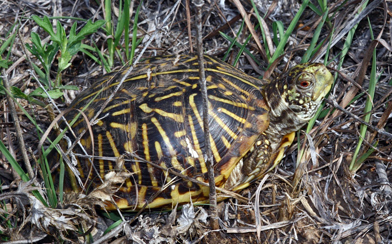 Plains Box Turtle (Reptiles of Cochise County) · iNaturalist