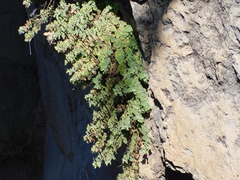 Mabrya rosei