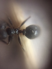 Pheidole latinoda