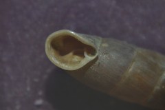 Clausilia