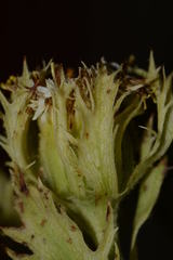 Psacalium platylepis