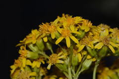 Roldana heracleifolia