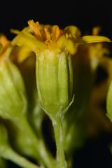 Roldana heracleifolia