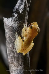 Dendropsophus haddadi