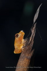 Dendropsophus haddadi
