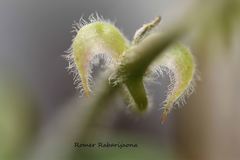 Cyphostemma simulans