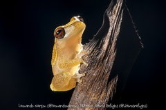 Dendropsophus haddadi