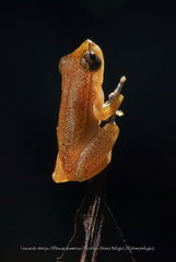 Dendropsophus haddadi