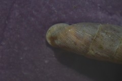 Clausilia