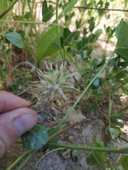 Trifolium spumosum