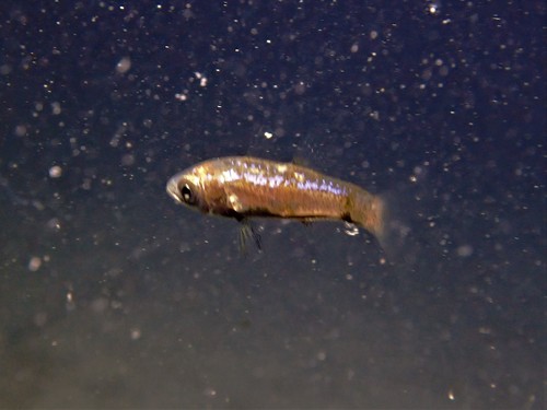 Wedgehead siphonfish (Siphamia cuneiceps) — Apogonidae — 5