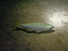 Caesioscorpis theagenes