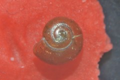 Perpolita hammonis