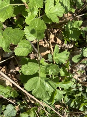 Tordylieae