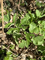 Tordylieae