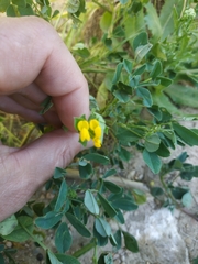 Medicago orbicularis