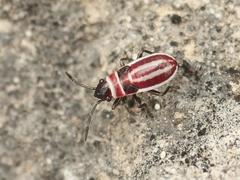 Ochrostomus pulchellus