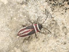 Ochrostomus pulchellus