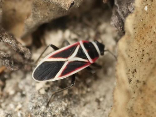 Lygaeid bug