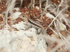 Leiocephalus psammodromus