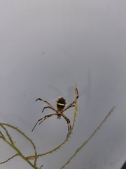 Argiope argentata