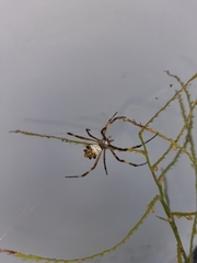 Argiope argentata