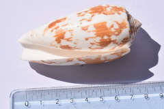 Conus striatus