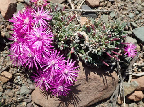 Antimima mucronata